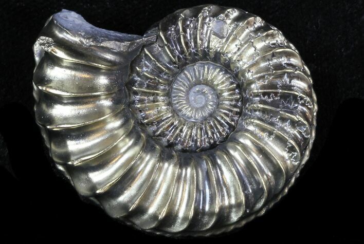 Pyritized Pleuroceras Ammonite - Germany #33054